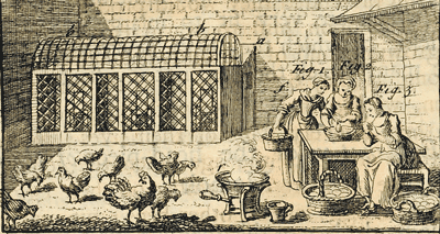 A farmers wife in her yard with the chickens