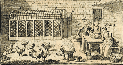 A farmer’s wife in her yard with the chickens